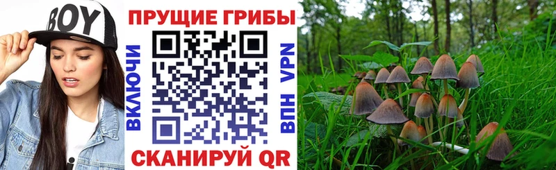 цена наркотик Новокубанск OMG зеркало Псилоцибиновые грибы ЛСД